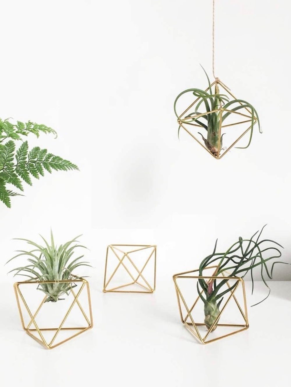 Air Plant Holder Geometric Gold Air Plant Holders 5 - Modern Minimalist 2.6"